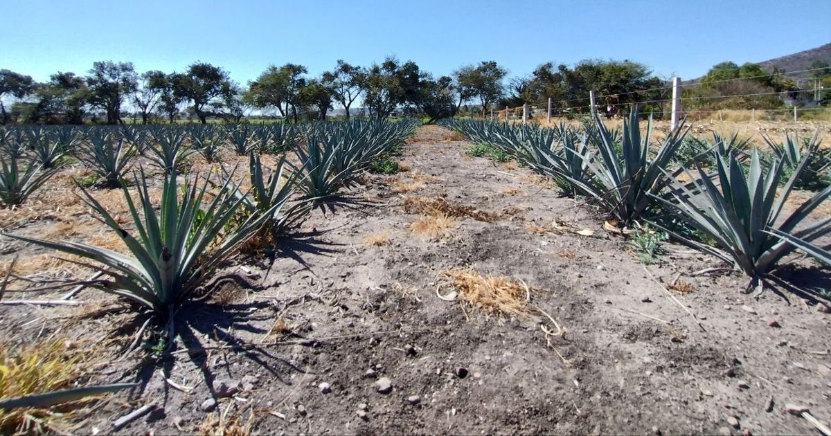 PAN propone crear el Consejo del Agave en Guanajuato para regular su cultivo